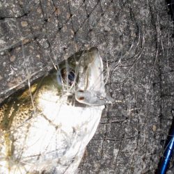 やはり見えている魚は釣れない…