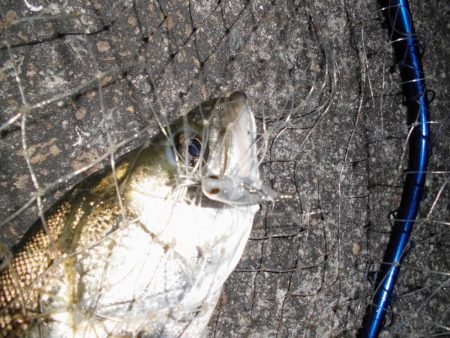 やはり見えている魚は釣れない…