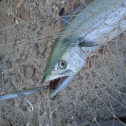 夕方のショアジギ