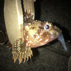 ライトワインドでガシラGET