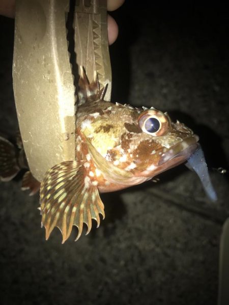 ライトワインドでガシラGET