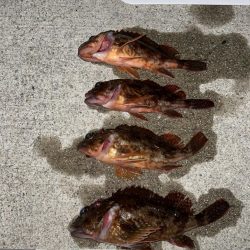 ライトワインド