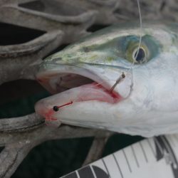 うっかり青物ゲット