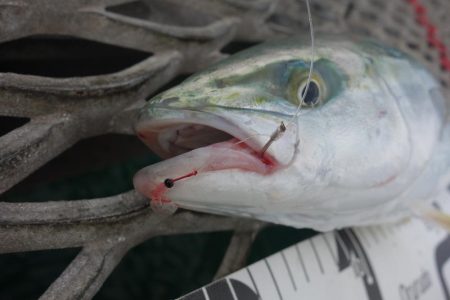 うっかり青物ゲット