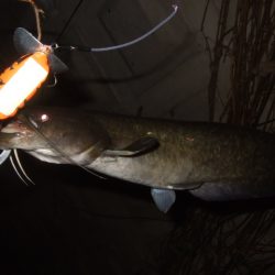 いよいよシーズン終盤のナマズ