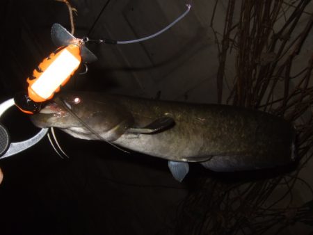 いよいよシーズン終盤のナマズ