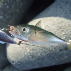 青物は不発でしたが