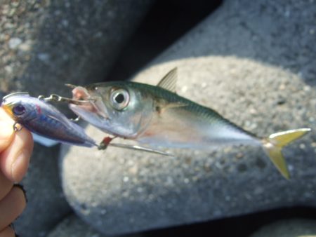 青物は不発でしたが