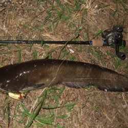 まだ水量が多い