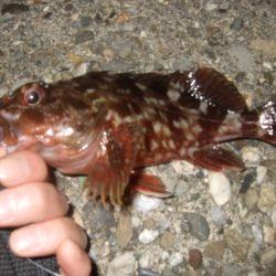 太刀魚不発で…