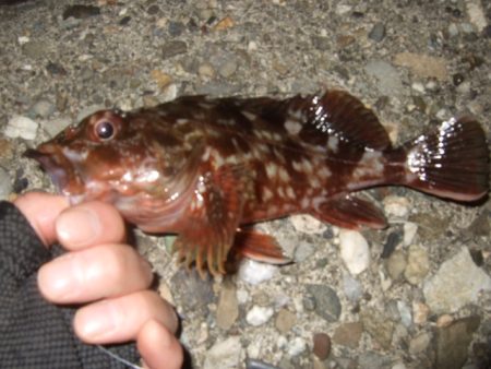 太刀魚不発で…