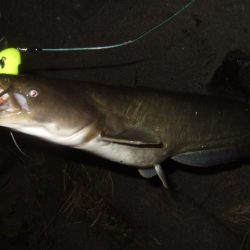 浅いバイトに苦戦
