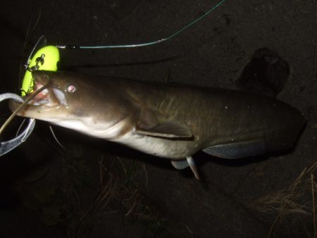 浅いバイトに苦戦
