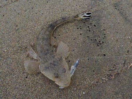 マゴ・ヒラ　フィッシング