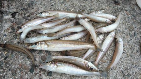 久しぶりの播磨新島釣行