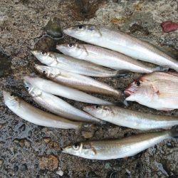 雨の播磨新島釣行