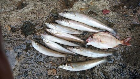 雨の播磨新島釣行