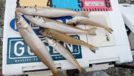 僅かな時合いを捉えました