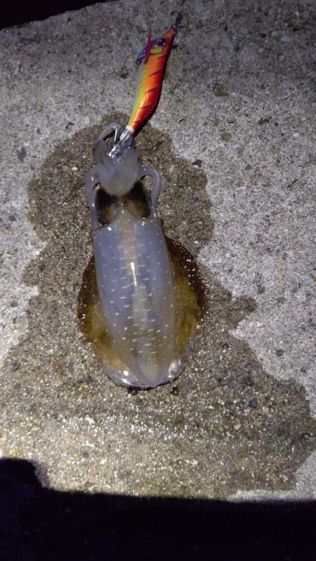 TEAMゲッソー調査隊