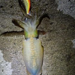 TEAMゲッソー調査隊