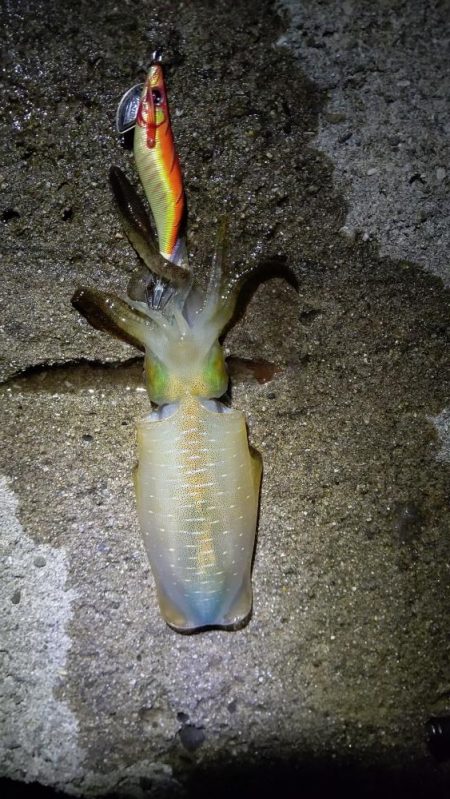 TEAMゲッソー調査隊