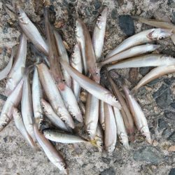 シーズン39回目の播磨新島釣行