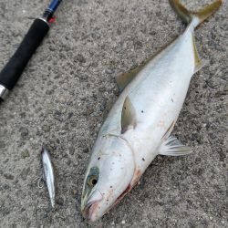 サゴシとハマチ