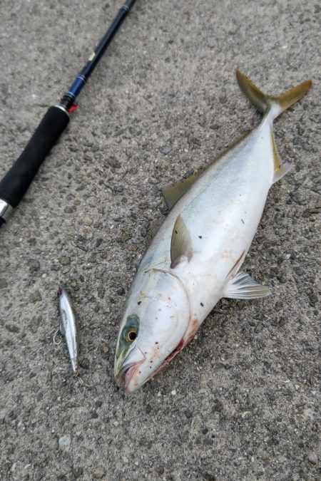 サゴシとハマチ