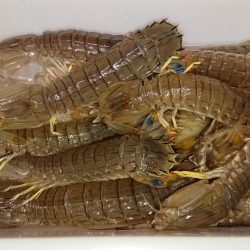 シャコエビ増殖中