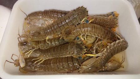 シャコエビ増殖中