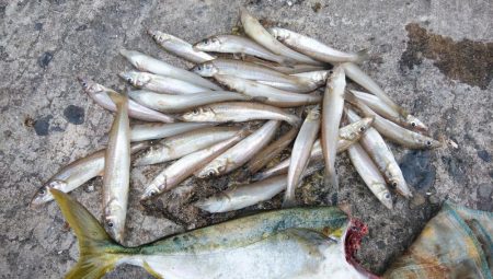 活性が上がり始めた播磨新島のキス