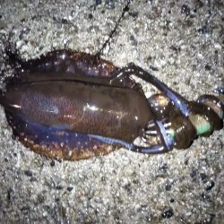 夜勤明け失神寸前釣行