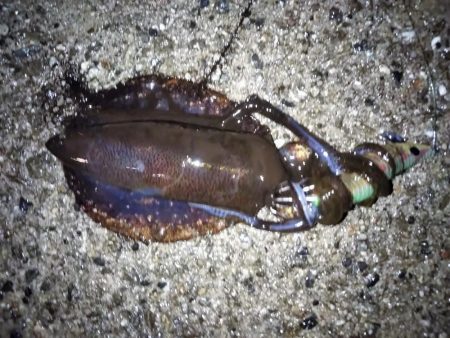 夜勤明け失神寸前釣行