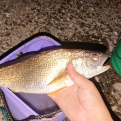 月の明かりが強すぎて