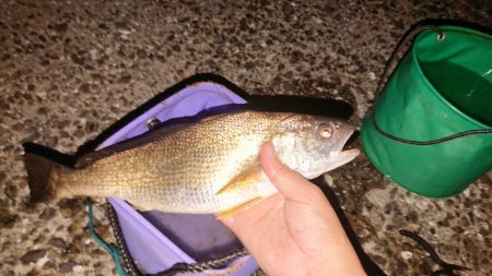 月の明かりが強すぎて