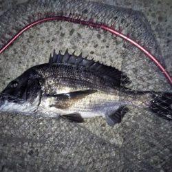 チヌのトップゲーム