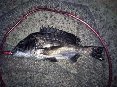 チヌのトップゲーム