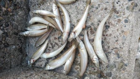 良型キスが釣れ始めました