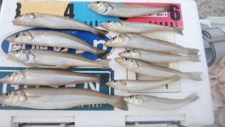 少しづつキスの型が良くなりました