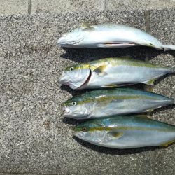 のませでハマチ4本 チヌ1枚