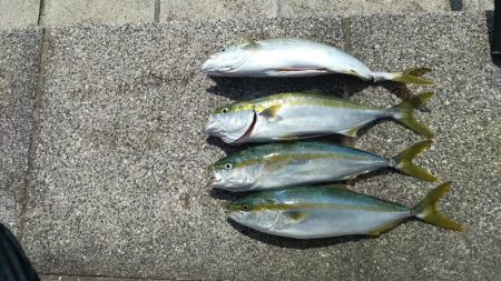 のませでハマチ4本　チヌ１枚