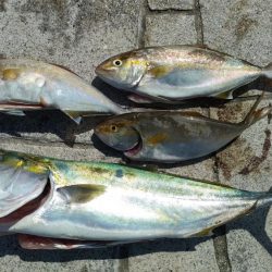 のませでメジロ、シオ