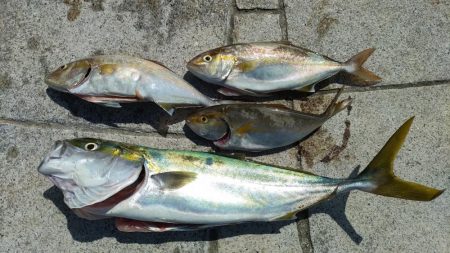 のませでメジロ、シオ