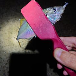 アジング、サイズ調査