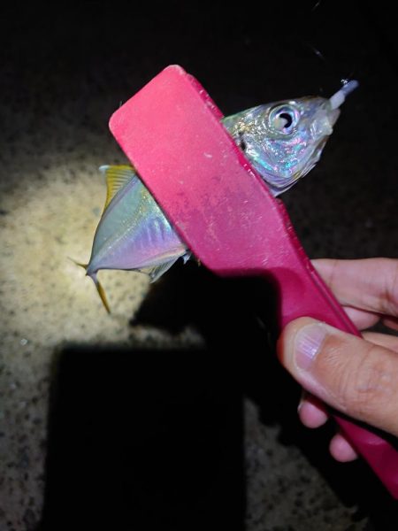 アジング、サイズ調査