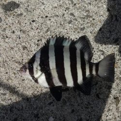 太刀魚狙いでしたが今回もダメでした。