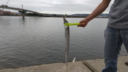 何とか太刀魚ゲット出来ました。
