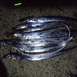 タチウオ釣れてます