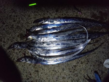 タチウオ釣れてます