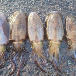 アオリ狙いで数か所釣行